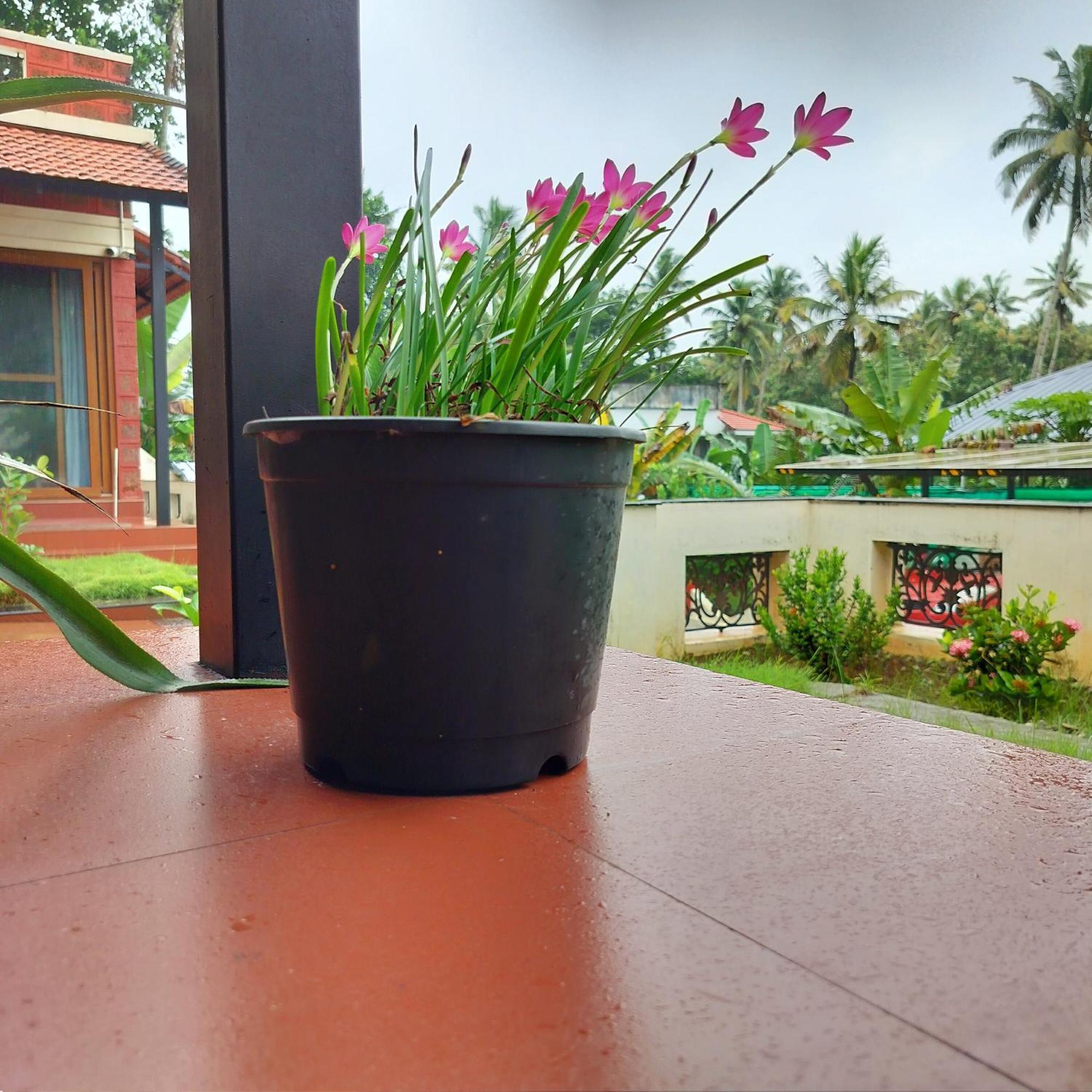 The Ixora - A Boutique Homestay Варкала Екстер'єр фото
